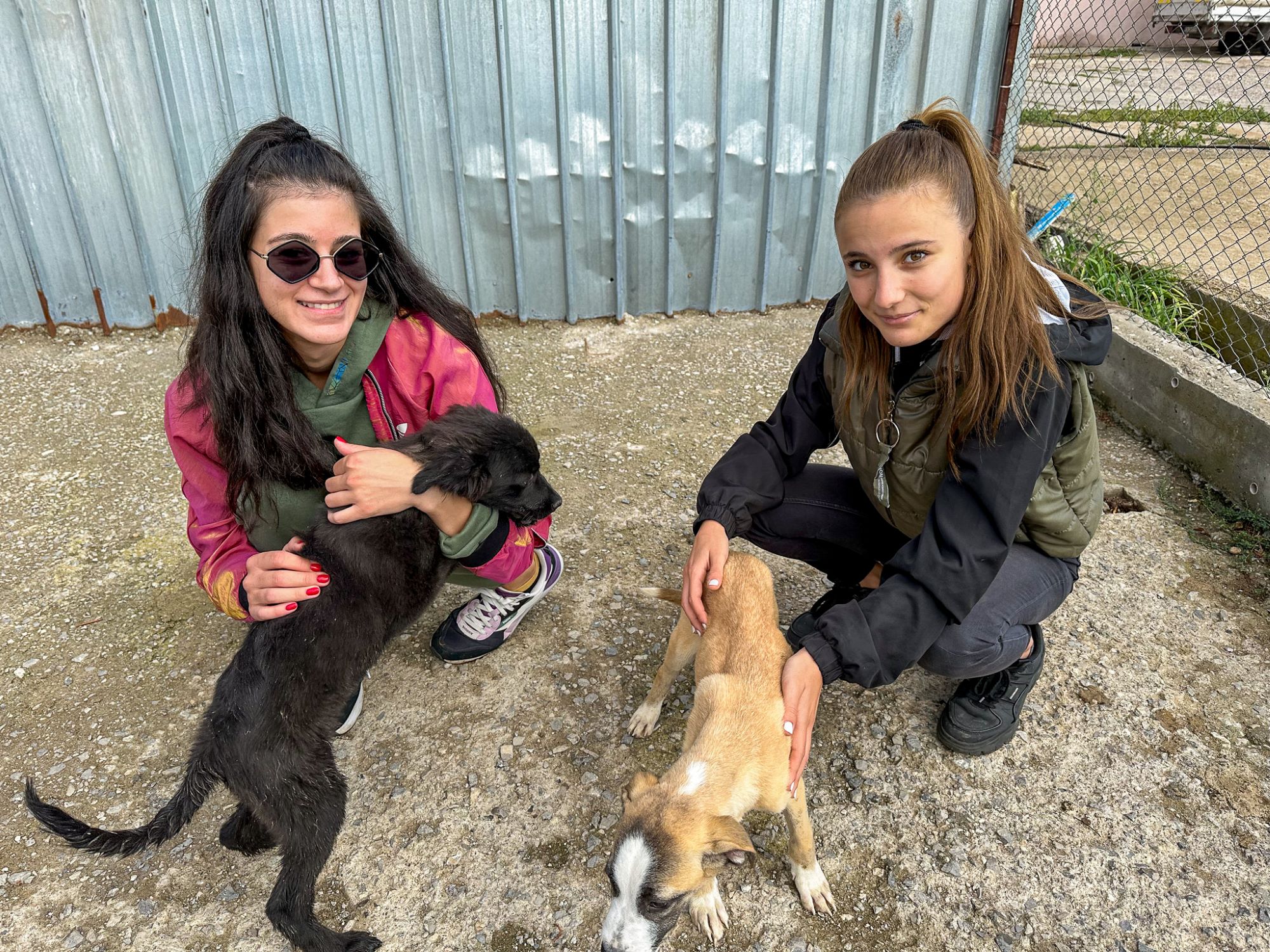 A Day of Support for Sofia’s Stray Dogs